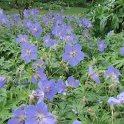 Geranium x 'Johnson's Blue'